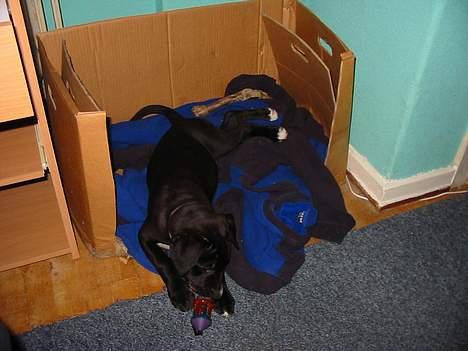 Blanding af racer tyson billede 7