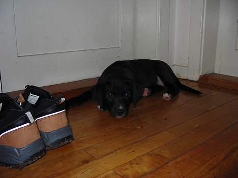 Blanding af racer tyson billede 8