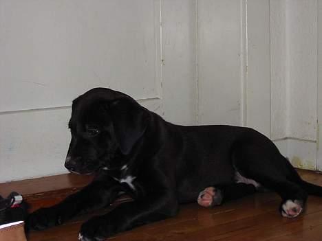 Blanding af racer tyson billede 9