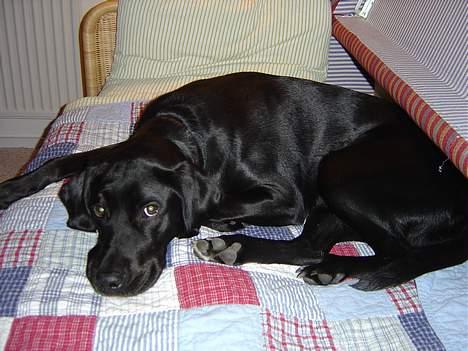 Blanding af racer Lucy - Lucy ligger og ser uskyldig ud.... billede 1