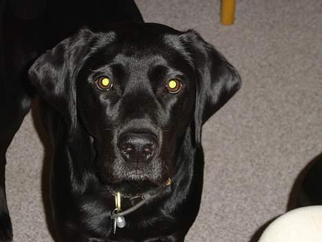 Blanding af racer Lucy billede 2