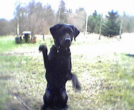 Blanding af racer Lucy - Jeg kan vinke! billede 3