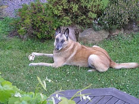 Malinois (O)nika Isell 1994-2006  billede 1