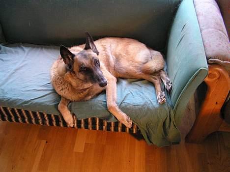 Malinois (O)nika Isell 1994-2006  billede 2