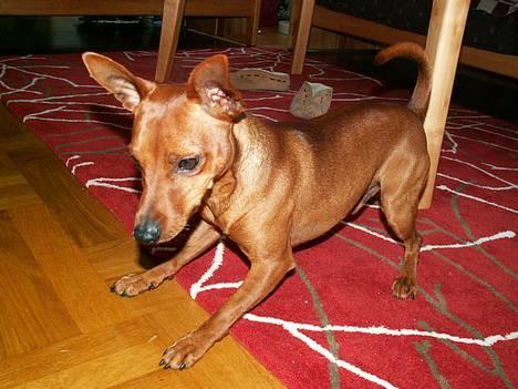 Dvaergpinscher Exigor's Enzo in Red billede 1