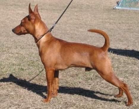 Dvaergpinscher Exigor's Enzo in Red billede 2