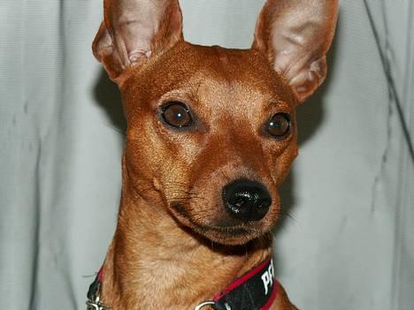 Dvaergpinscher Exigor's Enzo in Red billede 3