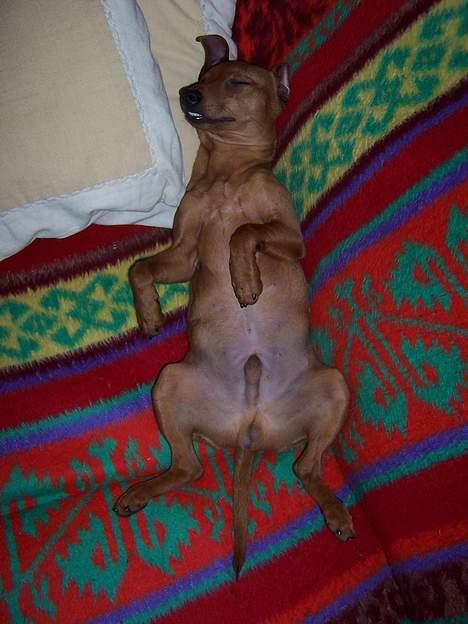 Dvaergpinscher Exigor's Enzo in Red billede 4