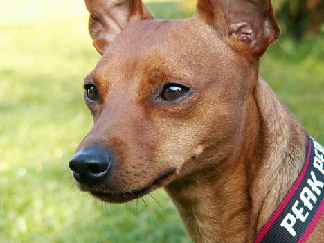 Dvaergpinscher Exigor's Enzo in Red billede 5