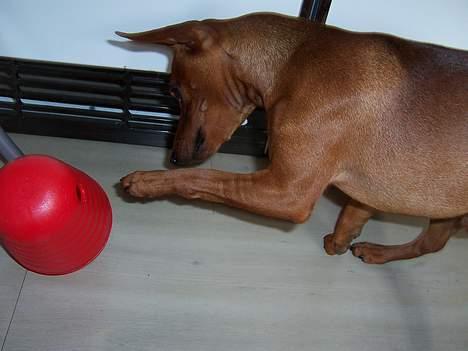 Dvaergpinscher Exigor's Enzo in Red billede 7