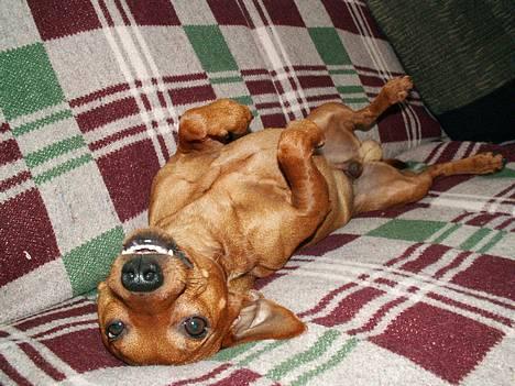 Dvaergpinscher Exigor's Enzo in Red billede 8