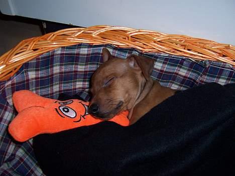 Dvaergpinscher Exigor's Enzo in Red billede 9