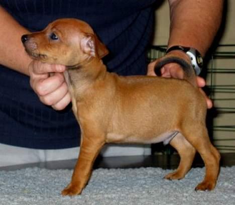 Dvaergpinscher Exigor's Enzo in Red billede 10