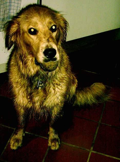 Golden retriever Gipsy - Åhh nej, nu skal jeg i bad billede 4