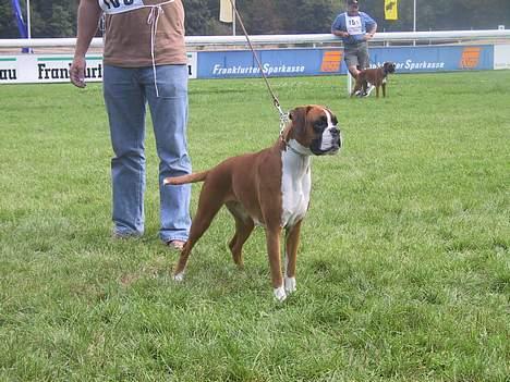 Boxer Rodsteds Dina billede 1