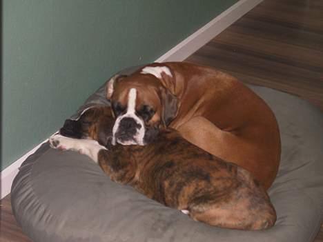 Boxer Rodsteds Dina billede 3