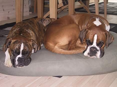 Boxer Rodsteds Dina billede 4