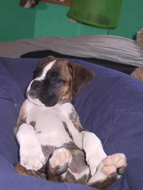 Boxer Von Ellinghaus Rico *Død* billede 1