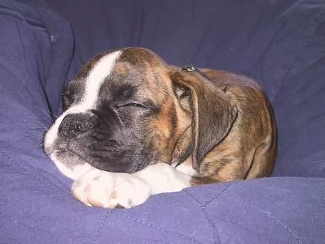 Boxer Von Ellinghaus Rico *Død* billede 2