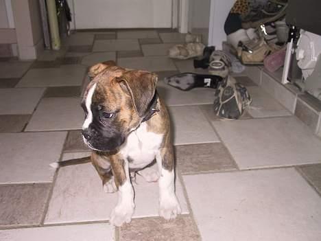 Boxer Von Ellinghaus Rico *Død* billede 3