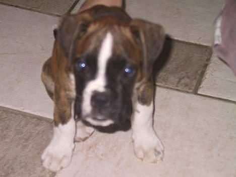 Boxer Von Ellinghaus Rico *Død* billede 4