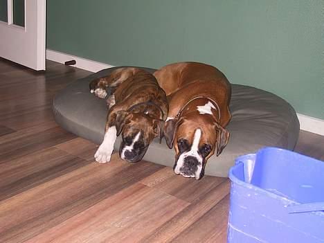 Boxer Von Ellinghaus Rico *Død* billede 5