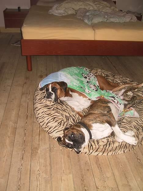 Boxer Von Ellinghaus Rico *Død* billede 6