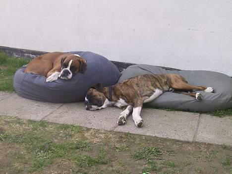 Boxer Von Ellinghaus Rico *Død* billede 7