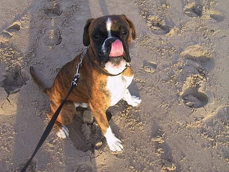 Boxer Von Ellinghaus Rico *Død* billede 8