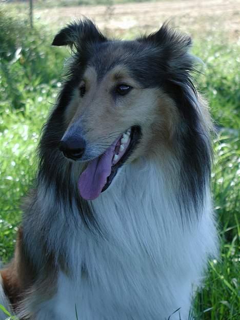 Collie langhåret Lassie - er jeg ikke en smuk dame?! billede 1