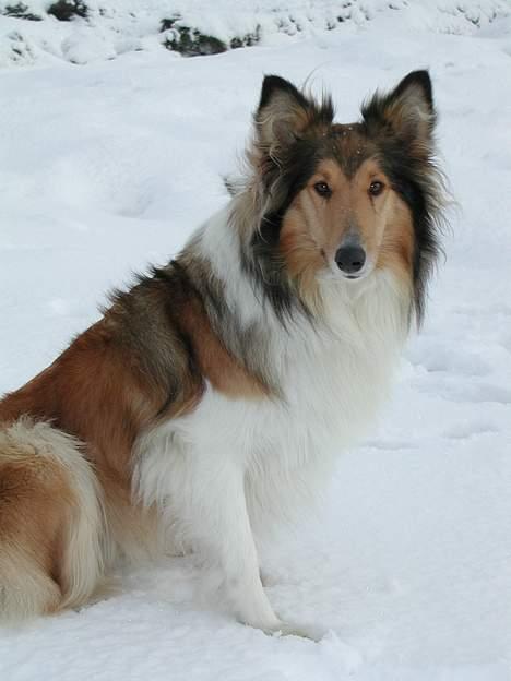 Collie langhåret Lassie - jeg elsker vinter billede 2