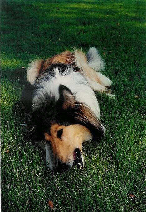 Collie langhåret Lassie - Mmm...det smager sandlig godt... ;o) billede 3