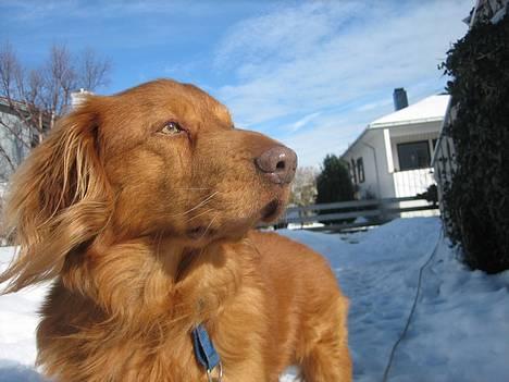 Nova scotia duck tolling retriever Troy - troy i hagen vår billede 3