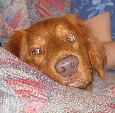 Nova scotia duck tolling retriever Troy - troy er trøtt... billede 6