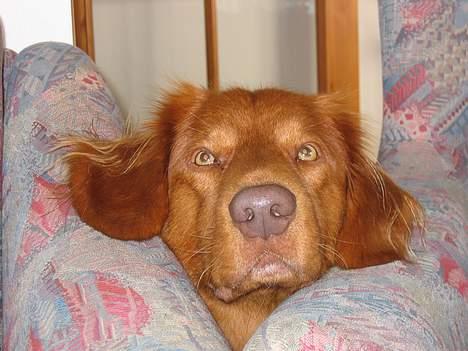 Nova scotia duck tolling retriever Troy - troy=) billede 7