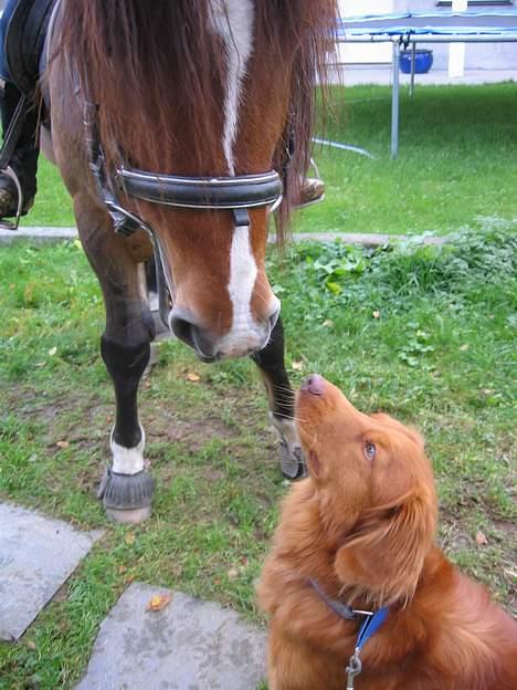 Nova scotia duck tolling retriever Troy - troy og hesten vår lasso billede 9