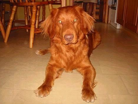 Nova scotia duck tolling retriever Troy - troy billede 2