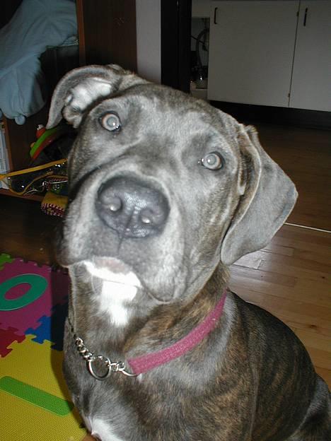 Blanding af racer Freja (død d. 29-01-2007) - Ja ja mor, jeg sidder jo pænt nu......... billede 1