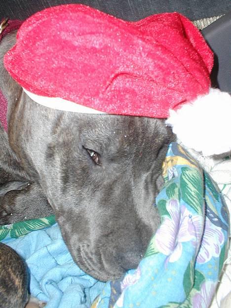 Blanding af racer Freja (død d. 29-01-2007) - Gå nu væk mor, jeg gider ikke...... billede 2