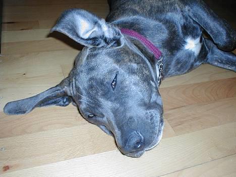 Blanding af racer Freja (død d. 29-01-2007) - Mig.....jeg har da ikke flyveører!?!?!?! billede 3