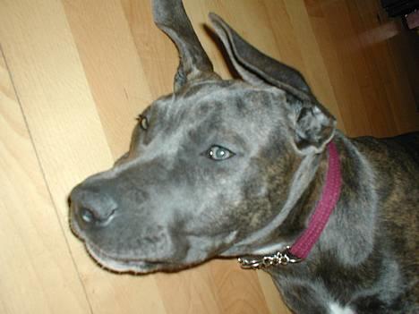 Blanding af racer Freja (død d. 29-01-2007) - Nat Nat!!! billede 4