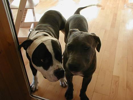 Blanding af racer Freja (død d. 29-01-2007) - Hvem er du???........ billede 5