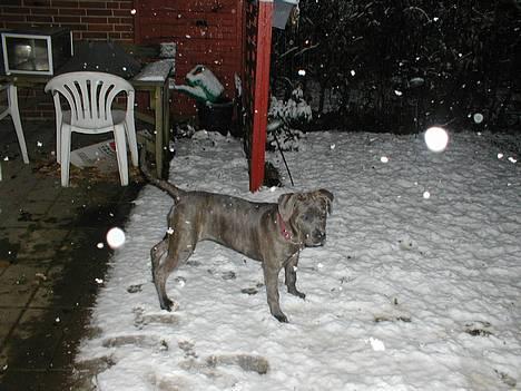 Blanding af racer Freja (død d. 29-01-2007) - Puha min første sne.......... billede 6
