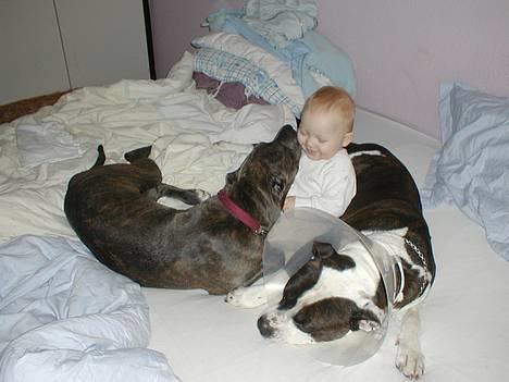 Blanding af racer Freja (død d. 29-01-2007) - Ægte kærlighed.........<3 <3 <3 <3 <3 billede 7