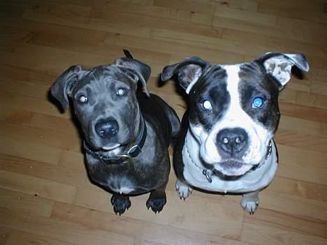 Blanding af racer Freja (død d. 29-01-2007) - Er vi ikke fine mor???? billede 8