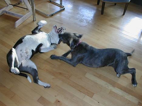 Blanding af racer Freja (død d. 29-01-2007) - Mit nye lege tøj......=o) billede 10