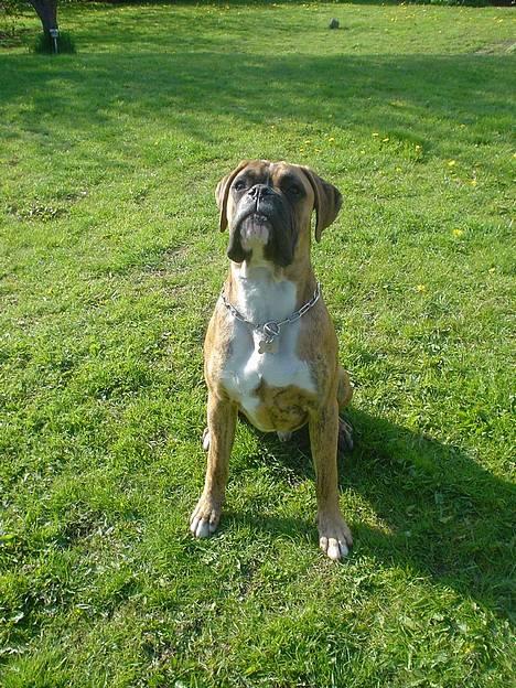 Boxer Conrad - Så er man ved at blive voksen,... meget stolt!! 1½år og 35,2kg billede 1