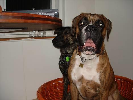 Boxer Conrad - Her er jeg så med min gode ven Ludvig, som har været så flink at dele hans seng med mig. Havde han ikke givet mig lov, havde jeg da bare taget den alligevel. Jeg er nu 2år og 2mdr. billede 2