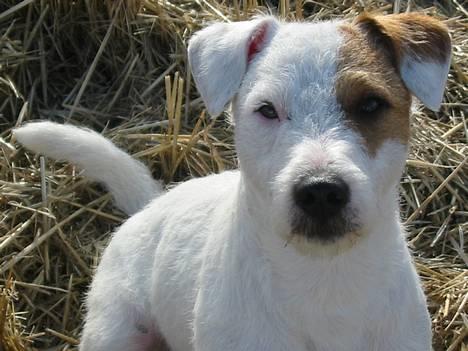 Parson russell terrier Idéfix - Vores stolthed billede 1