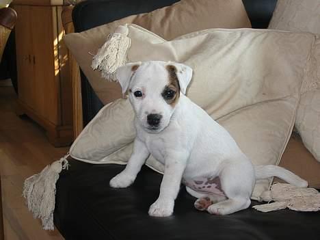 Parson russell terrier Gaia - Lille og lidt tyk billede 1